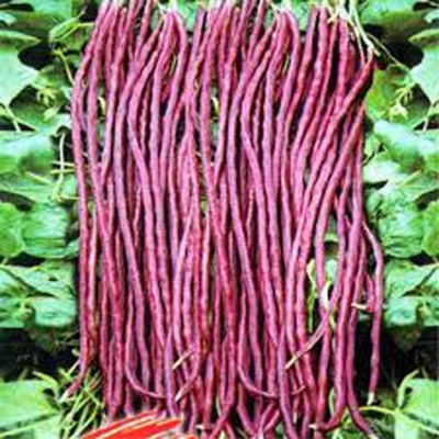Picture of Red Long Bean Seeds (the seeds of red barn) 10+pieces