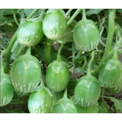 Picture of F1 Hybrid Green Balls Fast growing large eggplant eggplant eggplant-50 seeds