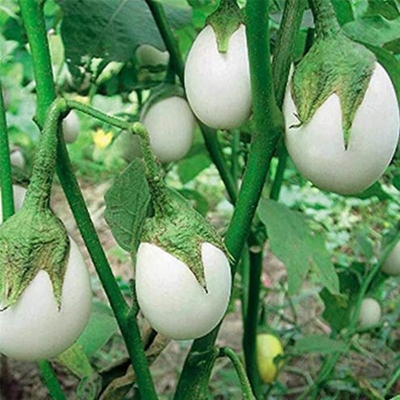 Picture of White round eggplant vegetable semenette plant eggplant vegetables solanum melonzena-50 pc seeds