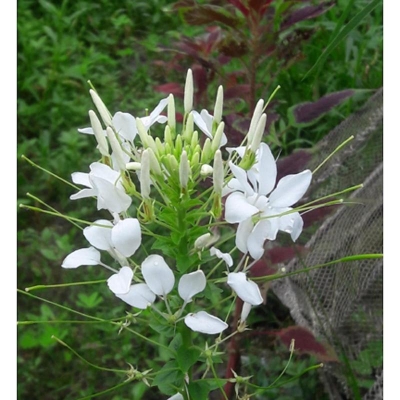 Picture of Rare Eoxia Flower seeds are white -30 pcs