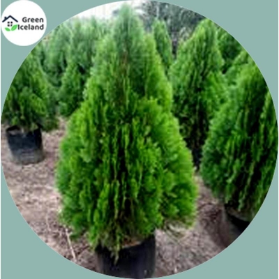 Picture of Organic Paban Zhou Seed-550 Peace Seeds