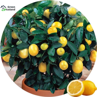 Picture of Global Dwarf Lemon Seed Seed-10 Peace Seeds