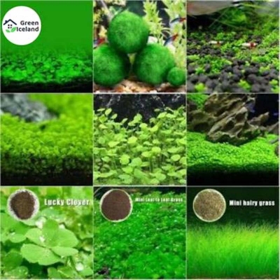 Picture of 20 pc aquarium green grass plants are easy to grow seeds