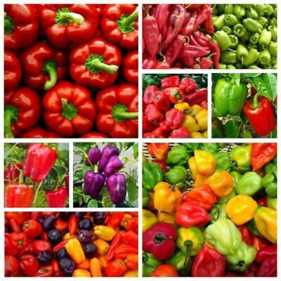 Picture of Mixed yellow purple red green white sweet bell hot chili chili bonsai vegetables