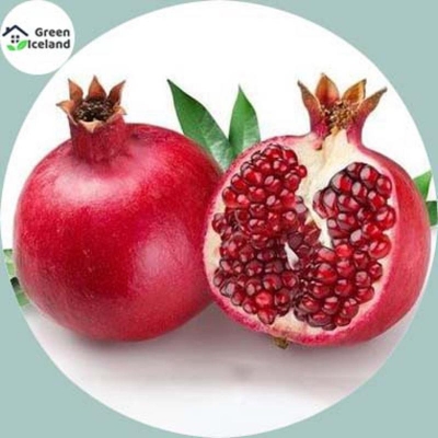 Picture of 20 Piece Vedana Fruit Bonsai Seed (Bedana Seed)- 20 Piece Seeds (Global Seed)
