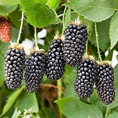 Picture of Blackberry and blackberries fruit tree mulberry fruit bonsai healthy nutrition-30pcs seeds