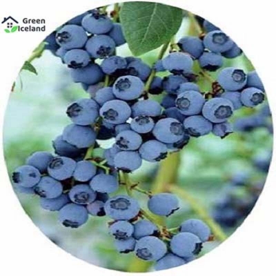 Picture of Blueberry fruit bonsai seed-seed-10 pes seeds