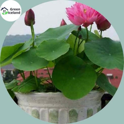 Picture of Foreign Padma Flower Bonsai Seed (Padmaful Seed) - 5 Piece Seeds
