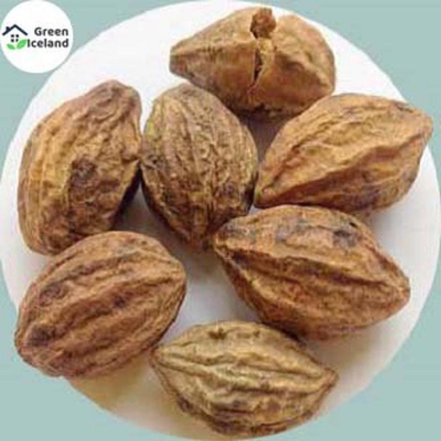 Picture of 10 Piece Global Hitoci/Chrisanthemum Seeds