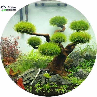 Picture of 5 pieces of natural aquarium plant pine plants bonsai seeds