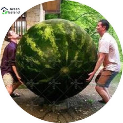Picture of F1 Hybrid Watermelon Seeds (Hybrid Watermelon Seed) - 10 PCS Seeds