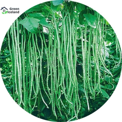 Picture of 50 Piece Global long bean seeds (barbati seed)