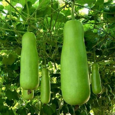 Picture of Hybrid long green bottle lob seed-10 pc