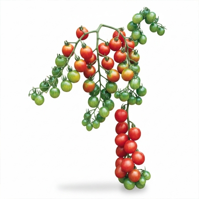Picture of Bonsai cherry tomato seed-50 pcs