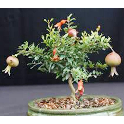 Picture of Bonsai pomegranate house gardens are very sweet delicious plant seeds-10 pc seeds