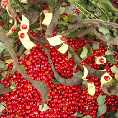 Picture of Blood Chandan Tree Seed-5 Piece (Blood Chandly Seed) Global Seeds