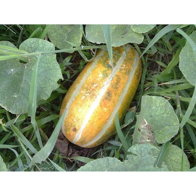 Picture of Muskilon seeds bouquet seed-20 pice