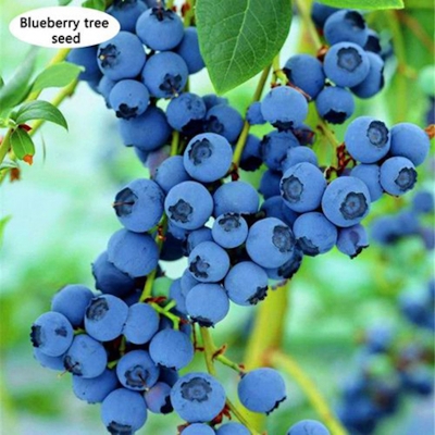Picture of Bonsai blueberry bonsai fruit seed-seed-10 pice