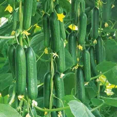 Picture of Indian hybrid cucumber seeds are growing very fast and delicious-50 pcs