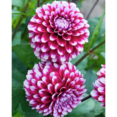 Picture of Dahlia flower seeds bonsai white red mixed color seed-25 pice