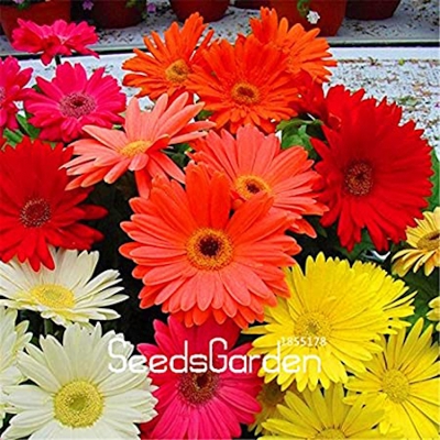 Picture of Gerbera Daisy Bonsai Flower Seeds/Seed 20 Piece