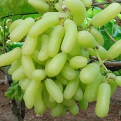 Picture of 10 Piece/Bag Very Rare Long Green Grape Organic Inheritance Fruit Natural Grape Seed Pot/Terres for Home Garden (Seeds)