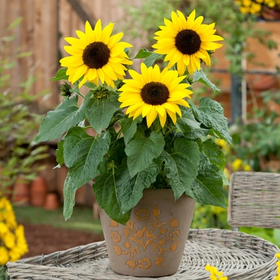 Picture of 20 Piece/Pack Dwarf Sunflower Seeds for Tub Terres