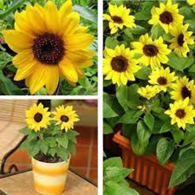 Picture of 10 Piece Bonsai Sunflower Seeds for Tub Terres