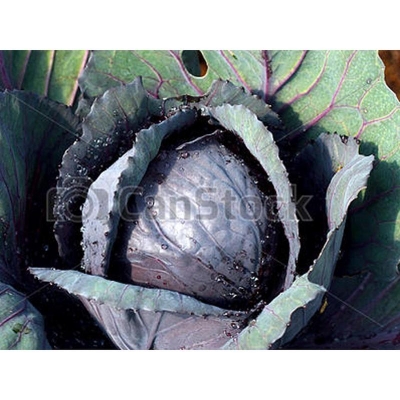 Picture of Black Cabbage Seeds/Seed- 20 Piece