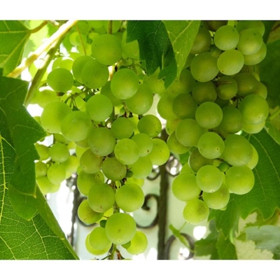 Picture of 10 Piece Large Rare Round Green Grapes Organic Heirs Fruit Natural Grape Seed Pot/Terres (Seeds) for Home Garden