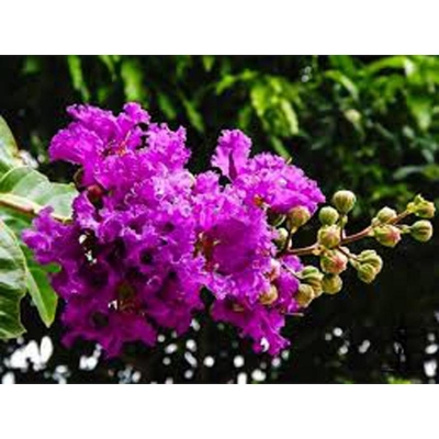 Picture of 20 PCS Jarul Tree Seeds (Seeds of Jarul Tree)
