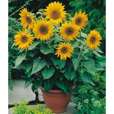 Picture of 10 pc/pack bonsai sunflower seeds for tub terrace