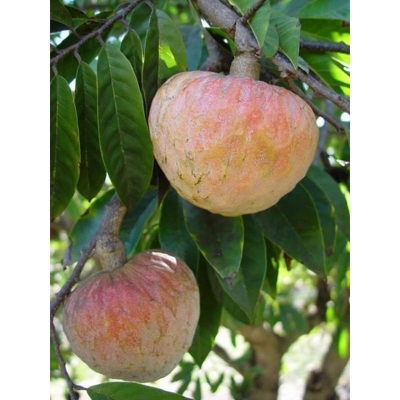 Picture of Custard apple organic fruit seeds for garden or planting-10 seeds (Ata Gash Seed)