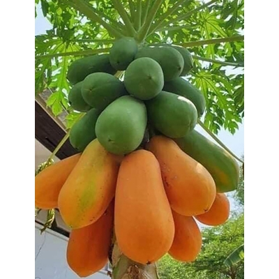 Picture of Papaya Seeds Hybrid (Papaya Seed) - 10 Pieces Intect Packets
