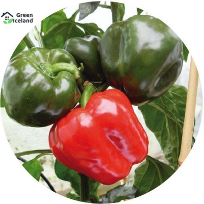 Picture of Global Green Capsicum Seeds (Green Capsicum Seed) - 20 PCS Seeds