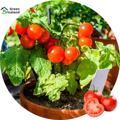 Picture of Natural climbing red tomato seed -20 pice seeds