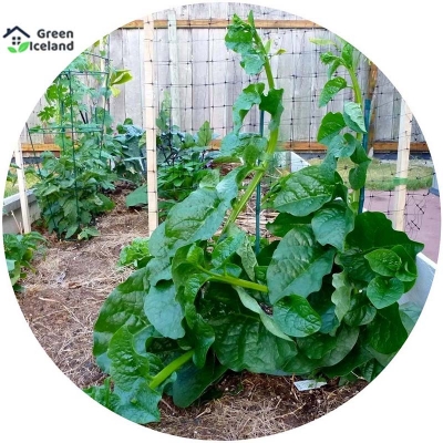 Picture of 100 pieces of natural global puisak seeds
