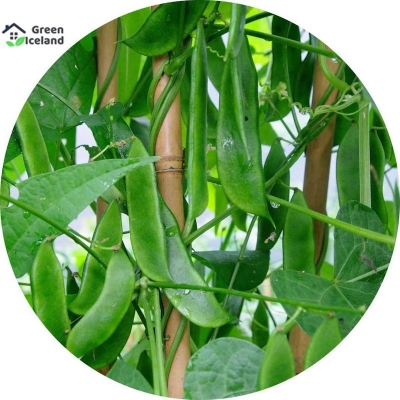 Picture of Seeds of all season -10 pice seeds