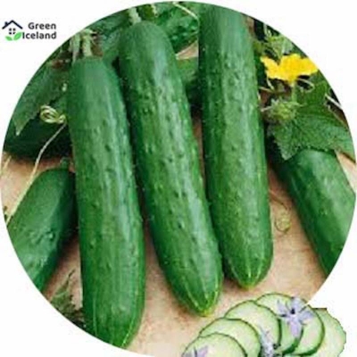 Picture of Organic Cucumber Seed (Sasha Seed) - 50 Piece Seeds