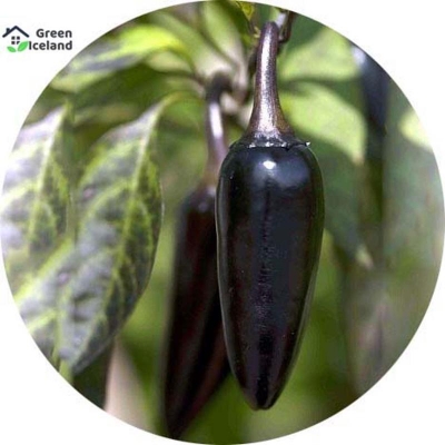 Picture of 10 Piece natural spicy black pepper seeds (black pepper seeds)