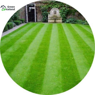 Picture of All season Sports Field Grass Seeds (Mahas Seeds) - 200 + Piece Seeds