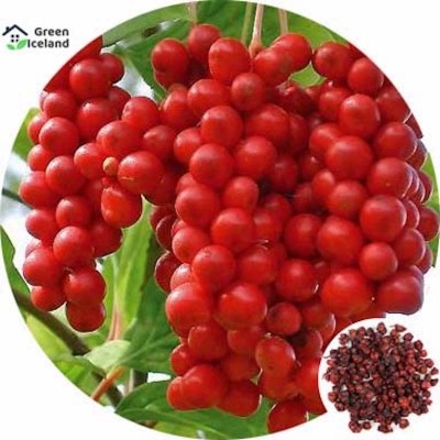 Picture of 30 Peace Global Skisandra Chinese Magnolia Fruit Seeds