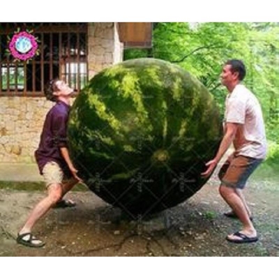 Picture of Lazy mellon king watermelon bonsai red meat garden porch porch of 10 pc seeds
