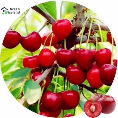 Picture of The seeds of sweet cherry trees-5 pice seeds