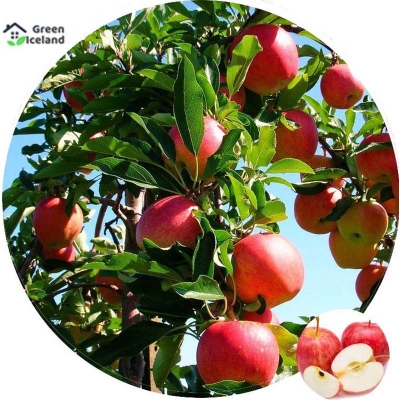 Picture of Apple seeds of all season (apple seeds) - 20 pce seeds