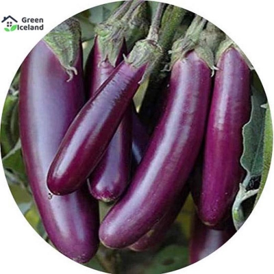 Picture of Long brinjal seeds (long eggplant seeds) - 20 PCS seeds