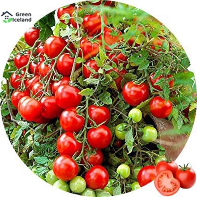 Picture of 20 Peace Global Delicious Climbing Tomato Seeds