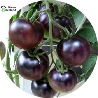 Picture of Black cherry tomato seed-30 pice seeds