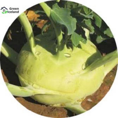 Picture of Kohlrabi vegetable seeds (olcopy seeds) - 300 + pice seeds