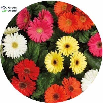 Picture of Organic Gerbera Daisy Flower Seed-20 Peace Seed